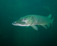 IMG_5523
