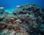Lanzarote